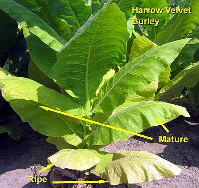 golden burley and virginia brightleaf - are my leaves ripe?